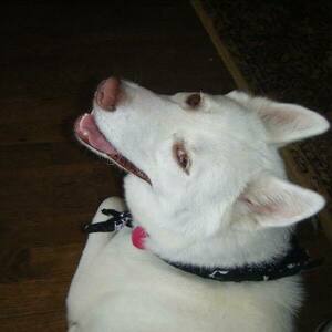 Team Page: The Yumesters